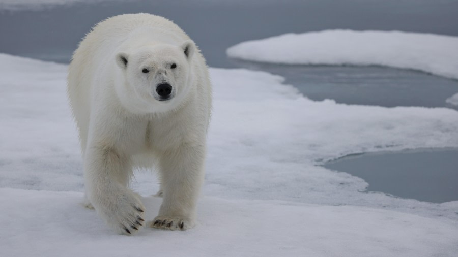 Pack Ice, Looking for Polar Bears