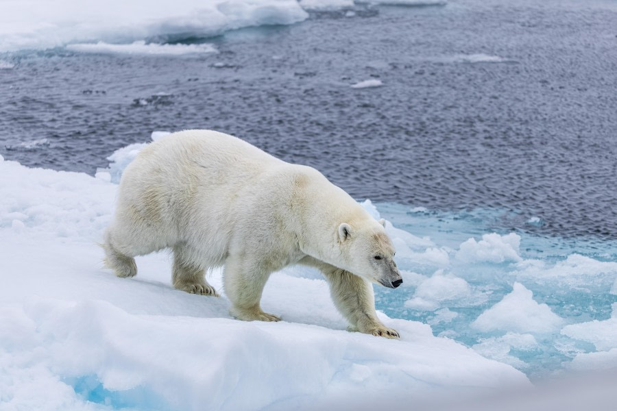 Pack Ice