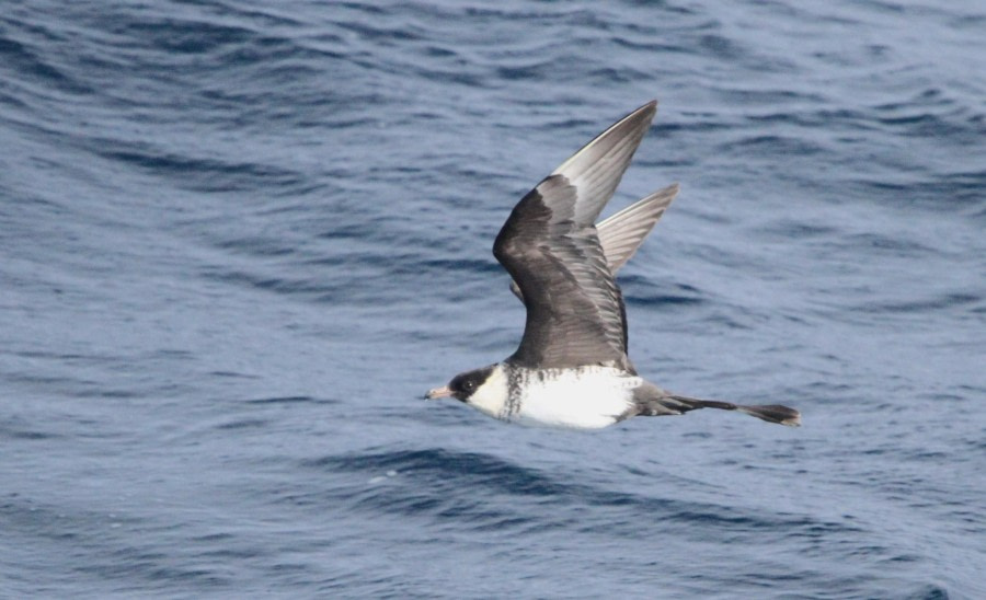 Denmark Strait, Sea Day