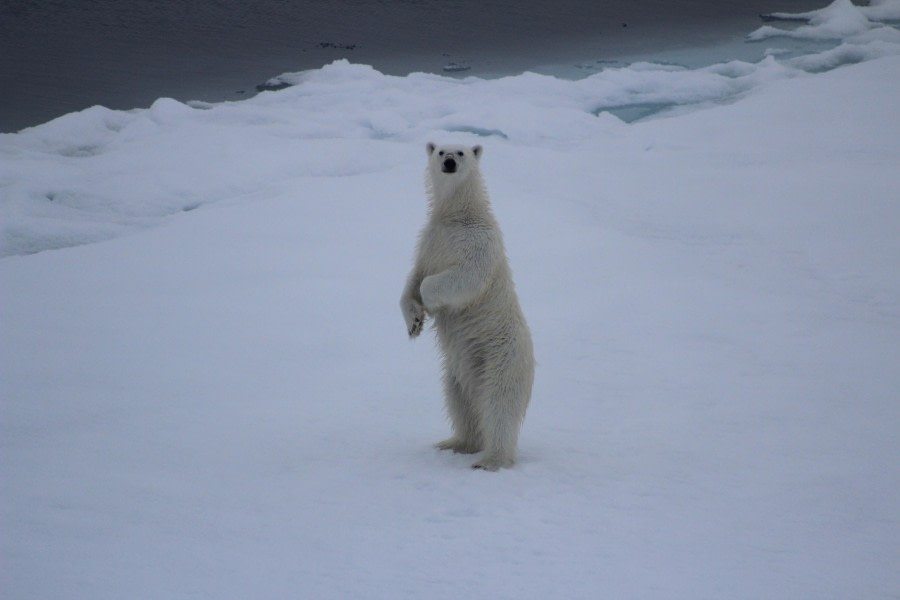 White Monarch Rising – at 82° North (part 4)