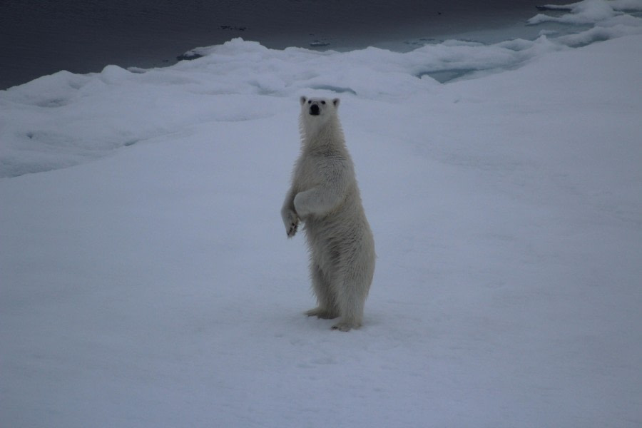 White Monarch Rising – at 82° North (part 5)