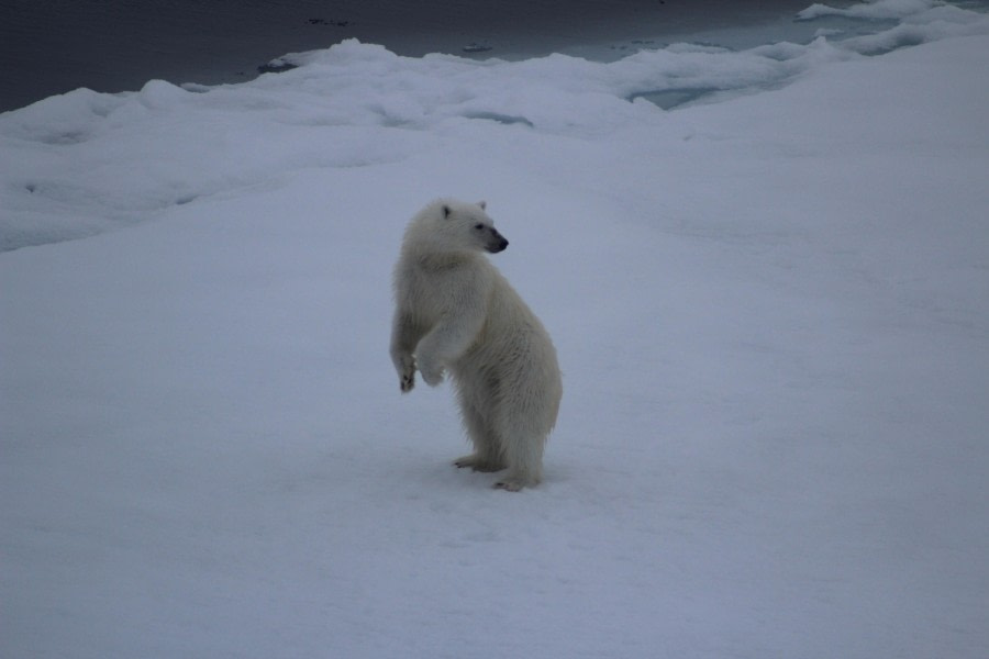 White Monarch Rising – at 82° North (part 6)