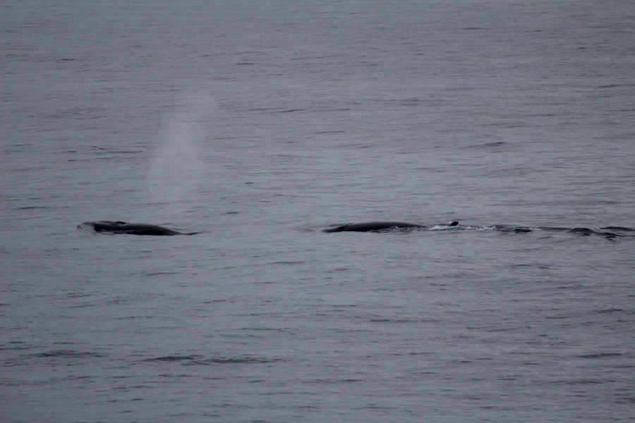 Sei whales surfacing at 78° North (heading from Isfjorden into Greenland Sea near Prins Karls Forland)