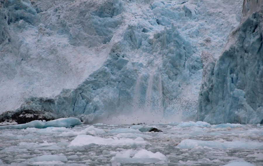 Calving Glacier with Arctic Birds – Monacobreen (#2)