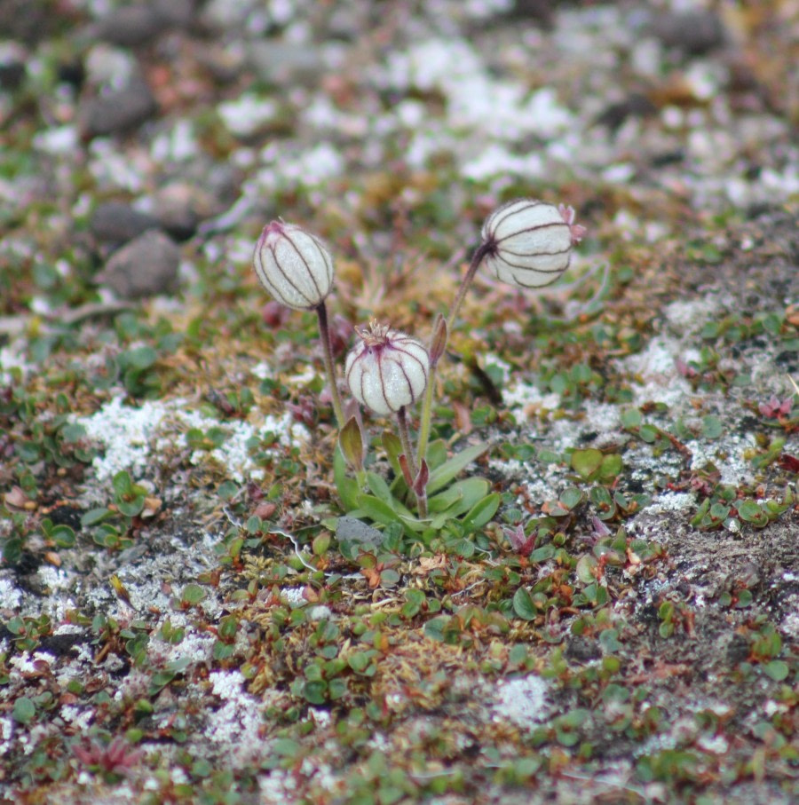 Arctic resilience in bloom (Sundneset)