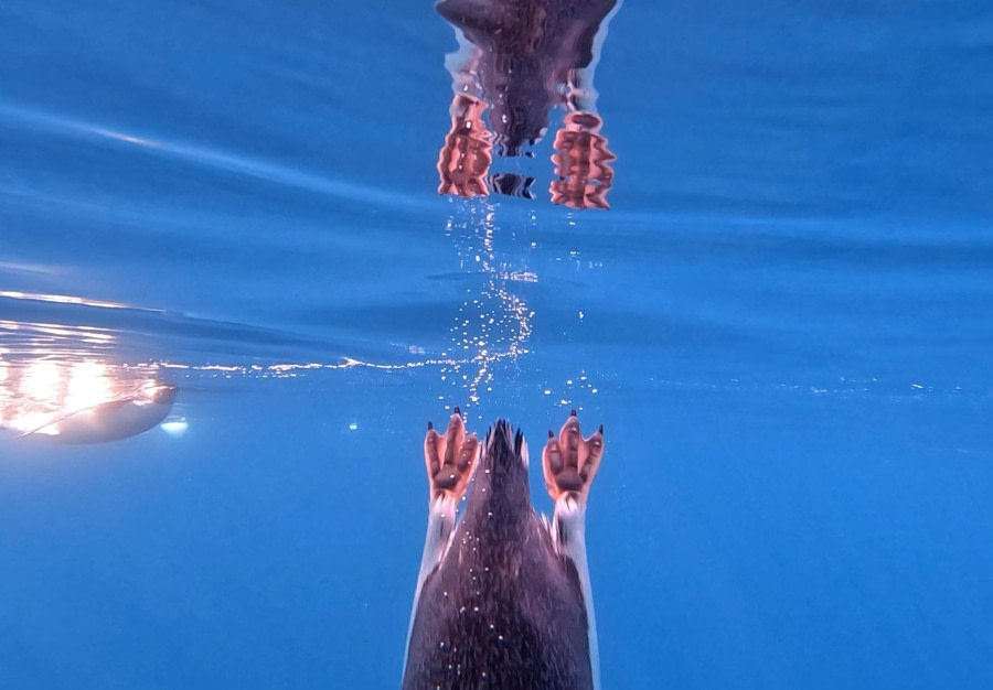 Underwater reflections