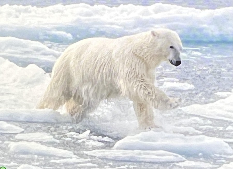 Jumping polar bear