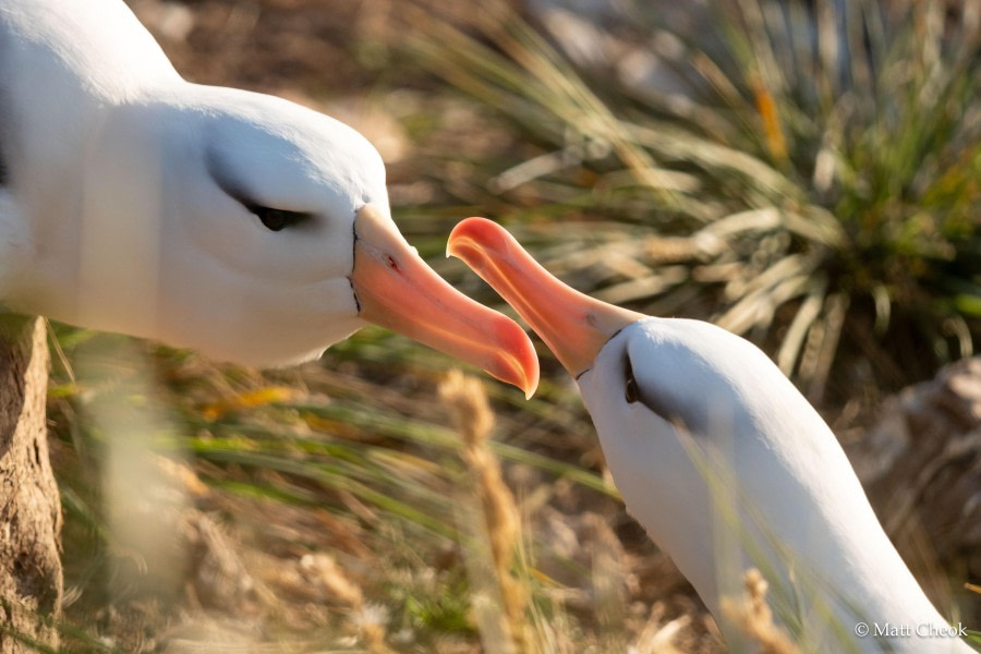 Arrival at the Falkland Islands: Steeple Jason
