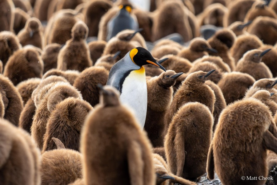 Fortuna Bay and Stromness Whaling Station