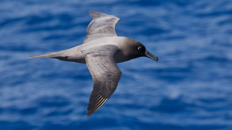 Drake Passage – At sea sailing towards Antarctica