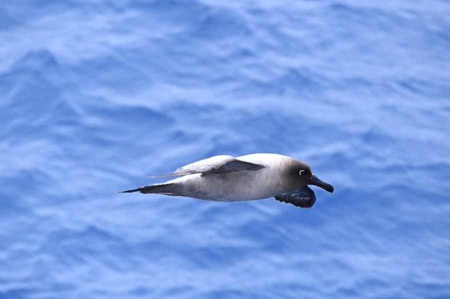Sailing towards Antarctica