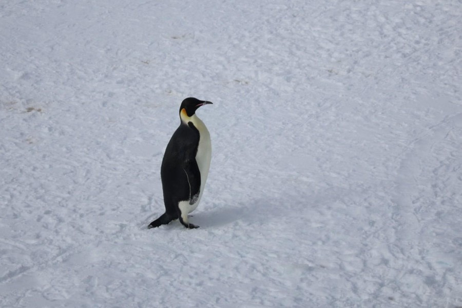 Brown Bluff & Scenic flights