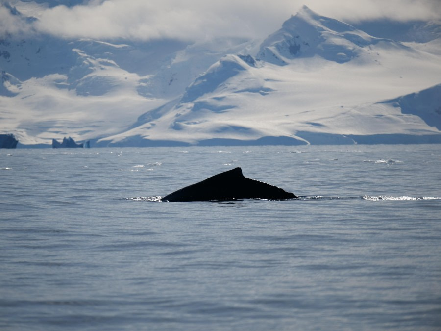 Portal Point, Foyn Harbour