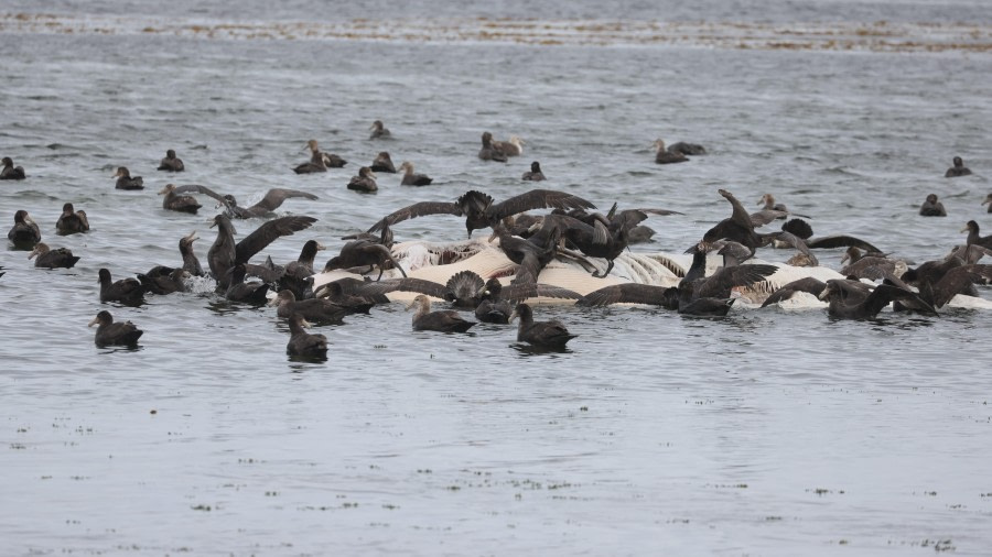 Barren Island and George Island