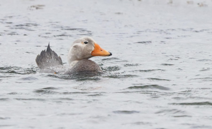Stanley and then at sea