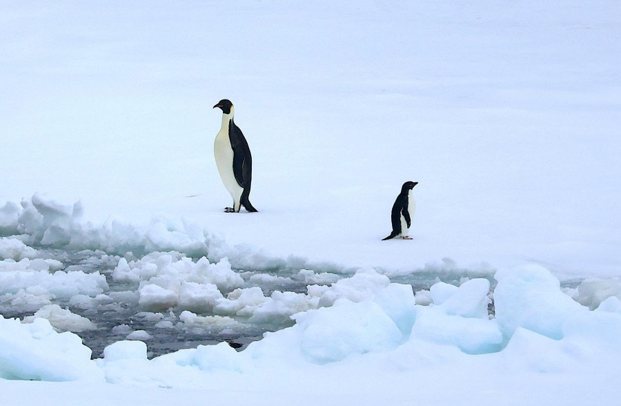 Scenic flights Weddell Sea / zodiac cruise fast ice edge Dundee Island