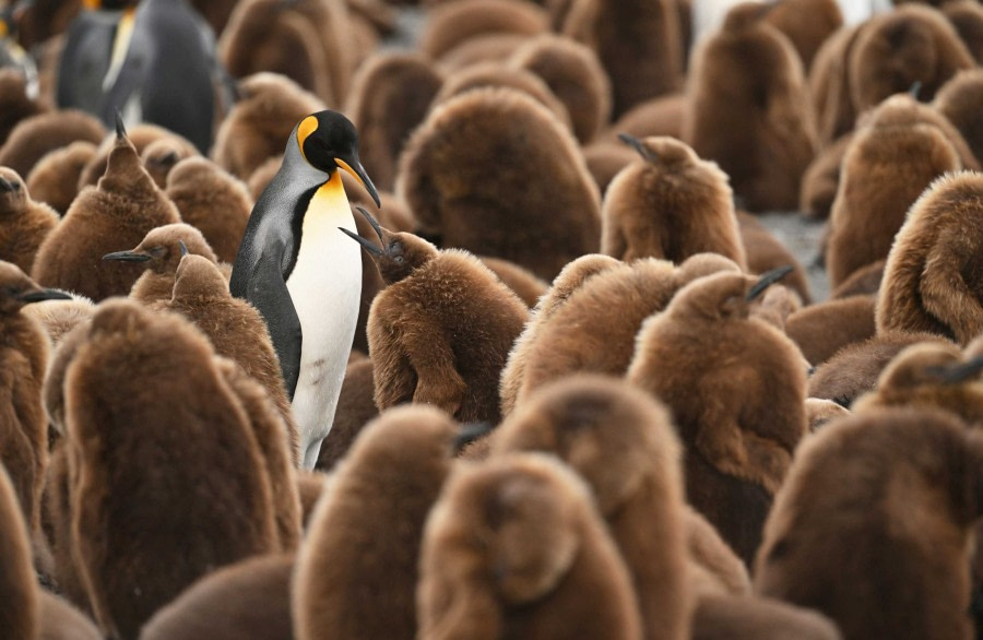 Falkland Islands, South Georgia & Antarctic Peninsula | HDS21-27 | Oceanwide Expeditions