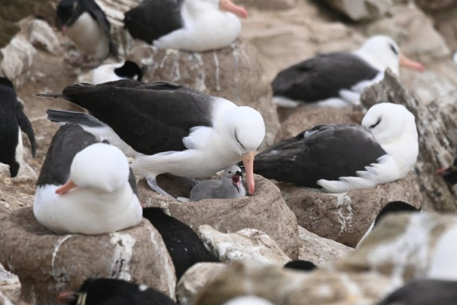 Landing at New Island, Falklands