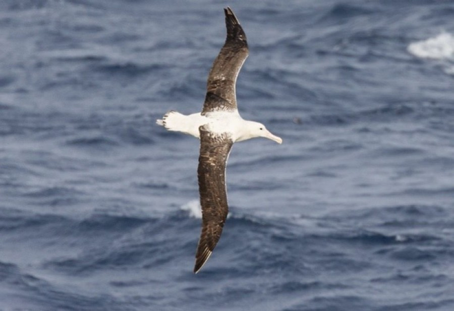 At sea towards South Georgia