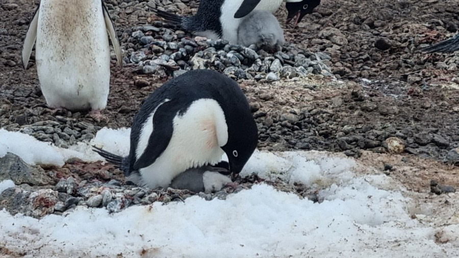 Christmas Day at Deception Island