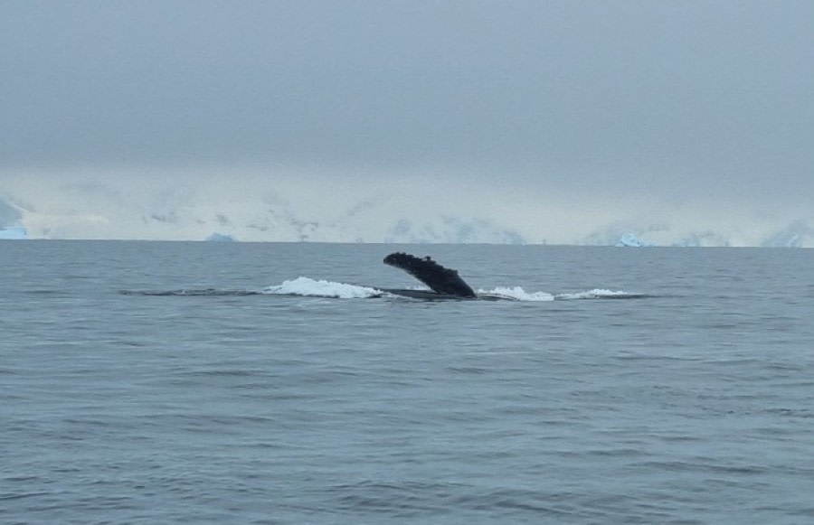 Cierva Cove & Palaver Point