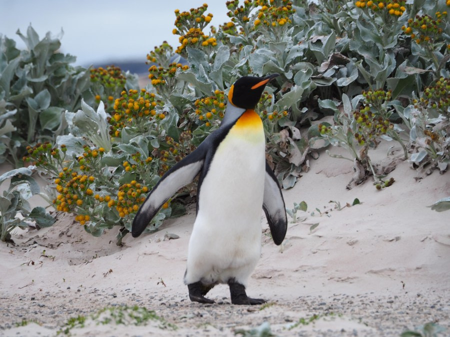 King penguine admires flowers