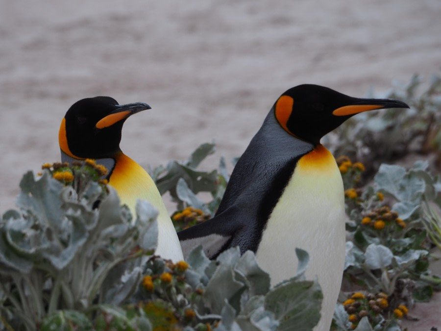King Penguins