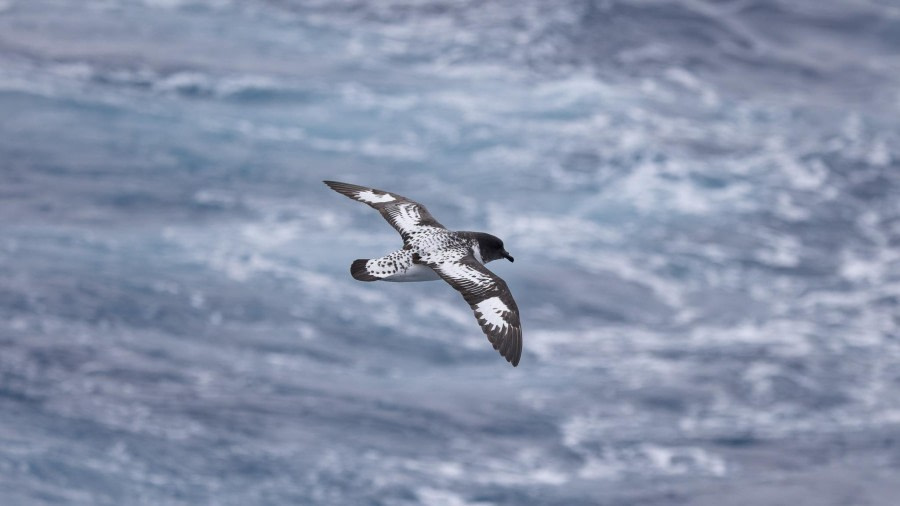 Drake “Lake” Passage