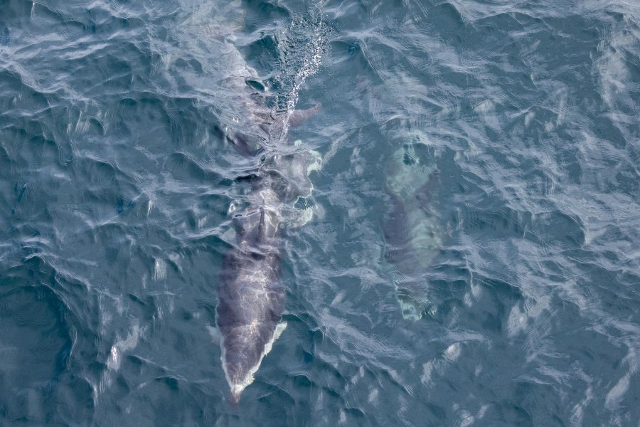 At Sea approaching Ushuaia