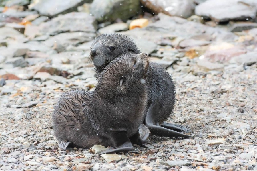 Grytviken & Hercules Bay
