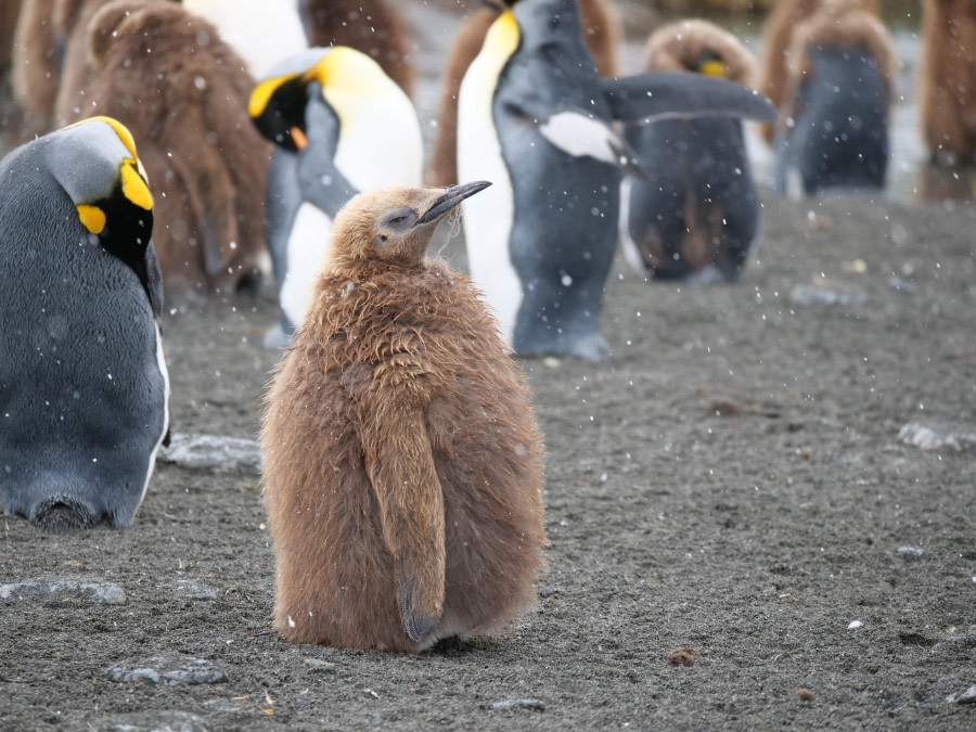 Gold Harbour & Drygalski Fjord