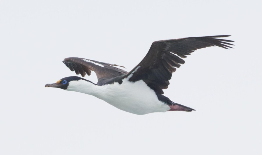 Drake Passage – At sea sailing towards Antarctica