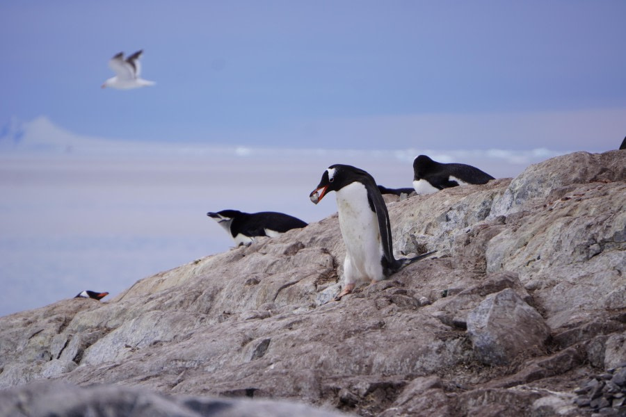 One Pebble at a time