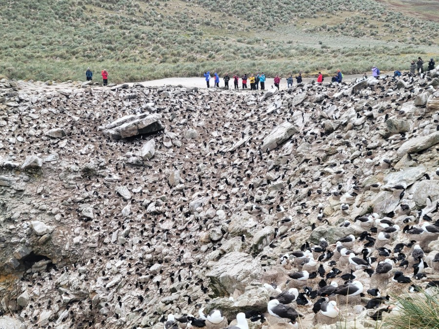 Look closer, all birds around the cliff at New Island