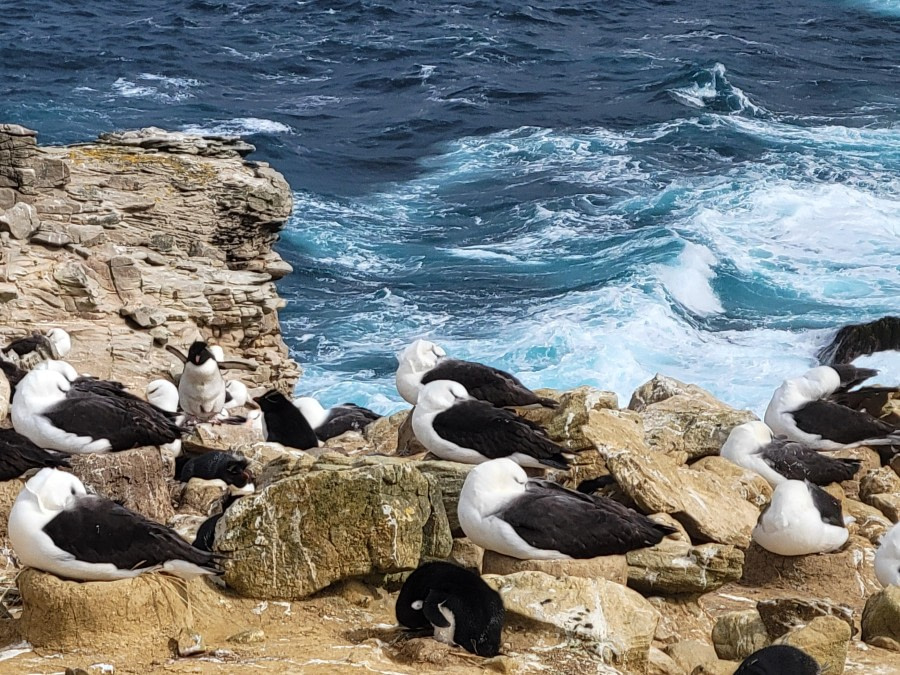 Nestled between the mountains and the sea at New Island