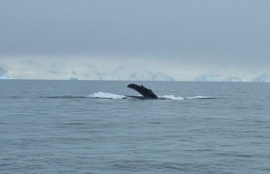 At sea towards Ushuaia