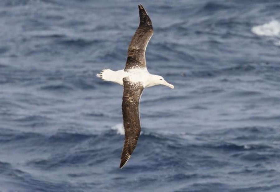 At sea towards Ushuaia