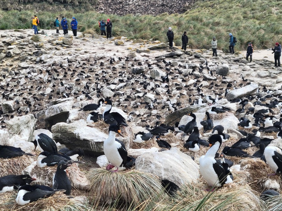 Are you ready to pair up with your "Avatar mountain banshee"?  @ New Island