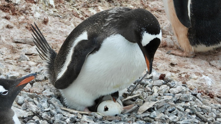 Hatching Penguin
