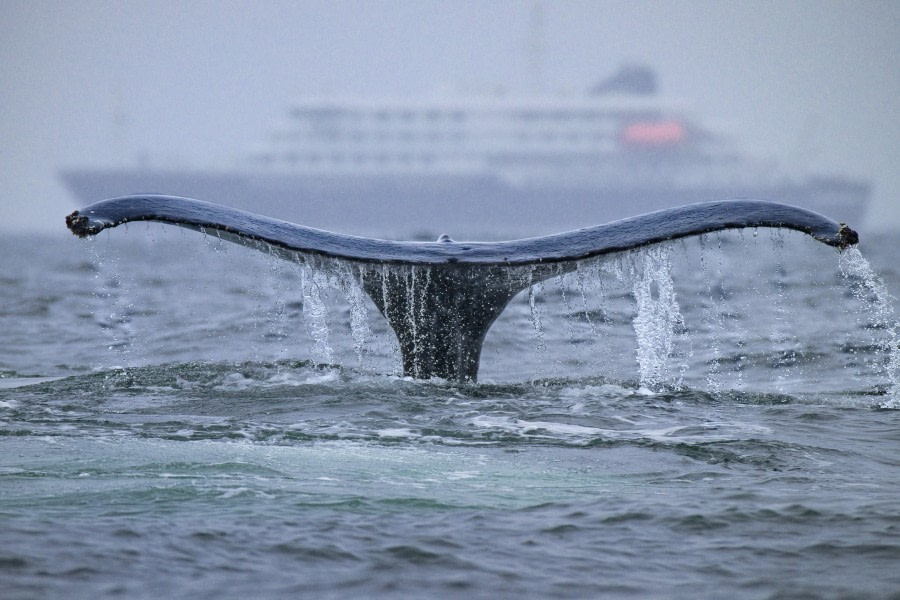Whale and Ship
