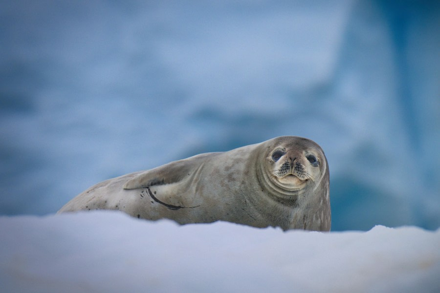 Seal on Iceberg