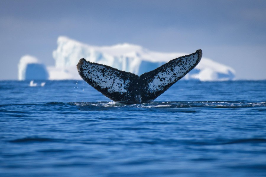 Whale and Iceberg