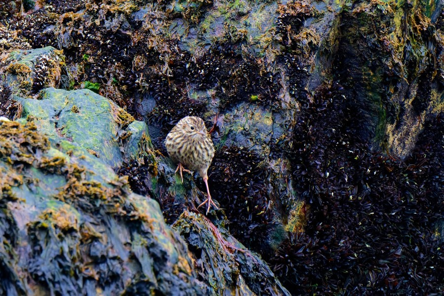 South Georgia Pipit