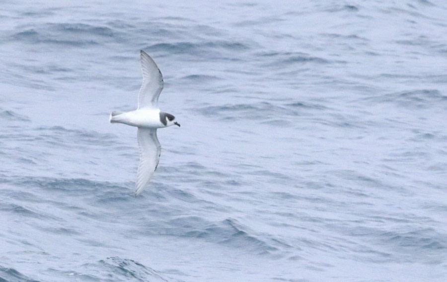 At sea towards Ushuaia