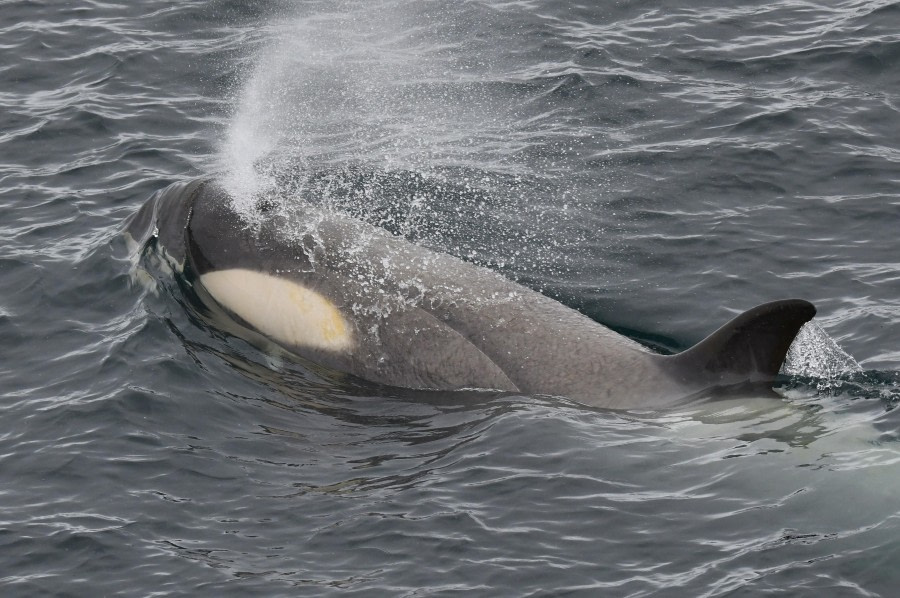Drake Passage - At sea sailing towards Antarctica