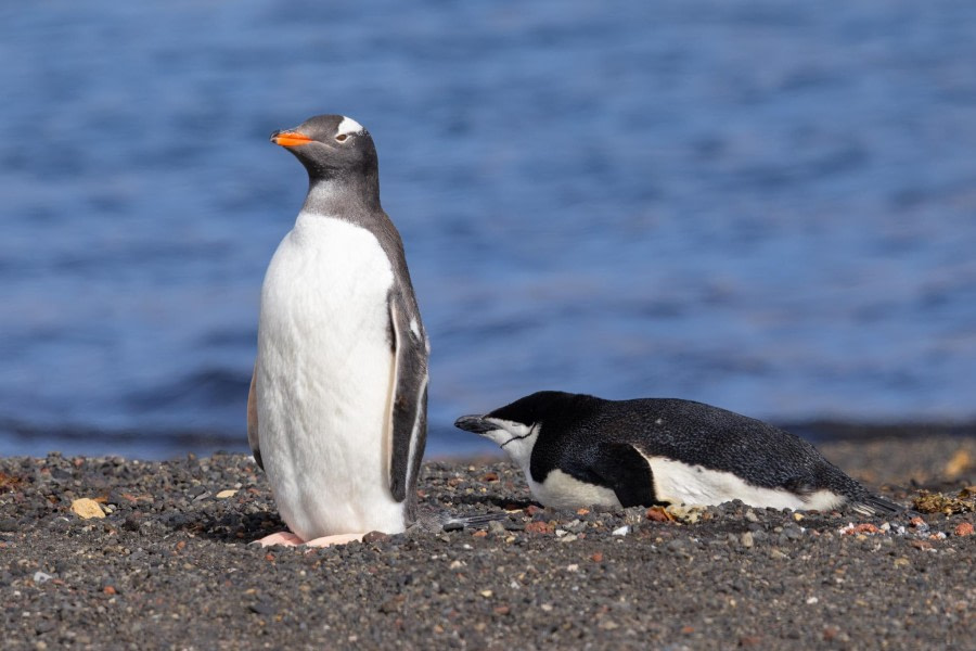 Elephant Point & Deception Island