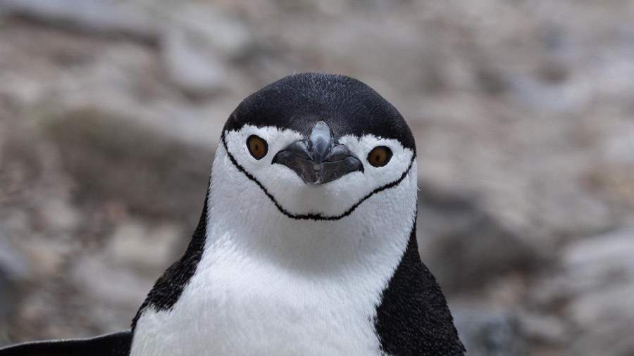 Damoy Point and Port Lockroy