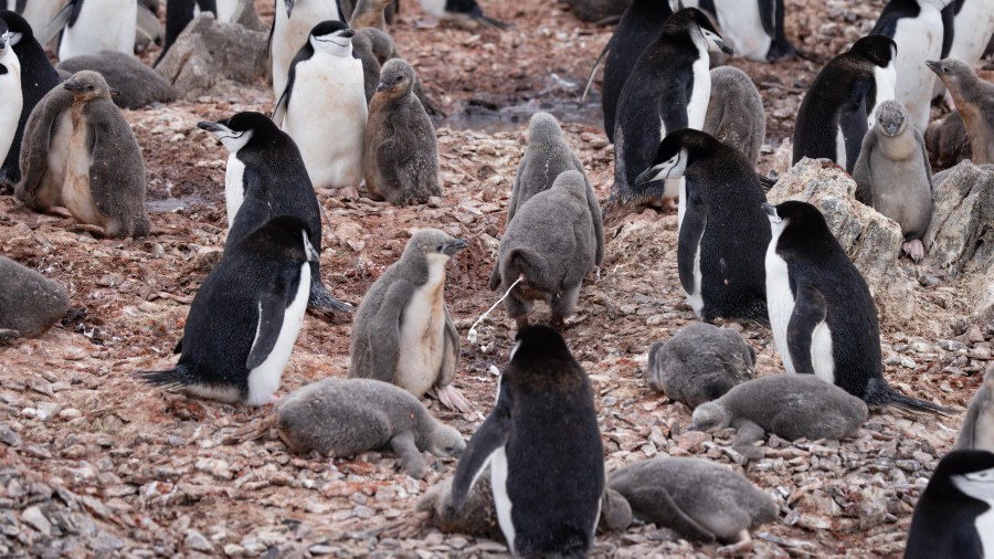 Half Moon Island & Edinburgh Hill