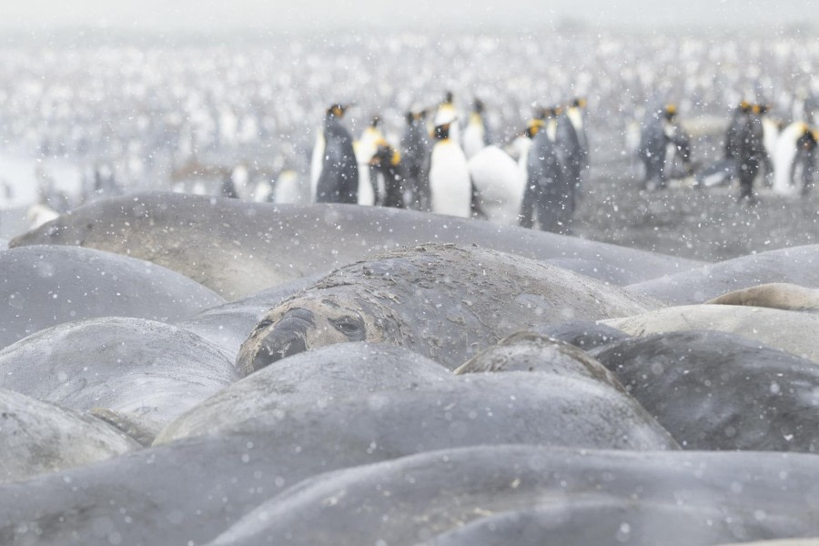 Kingpinguins,Sea-elephants on the beach of Gold Harbour,South Georgia