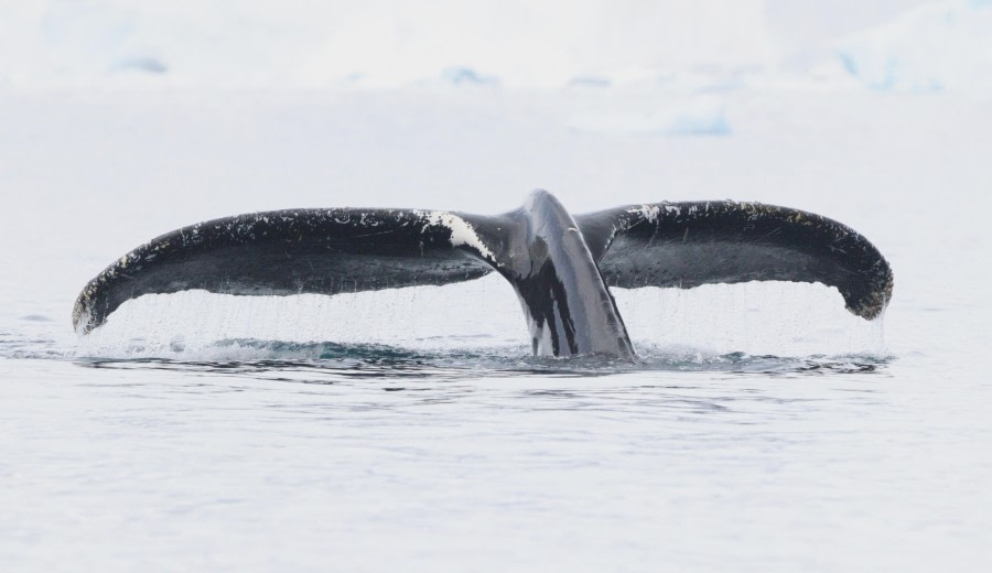 Wilhelmina Bay, Punta Sucia
